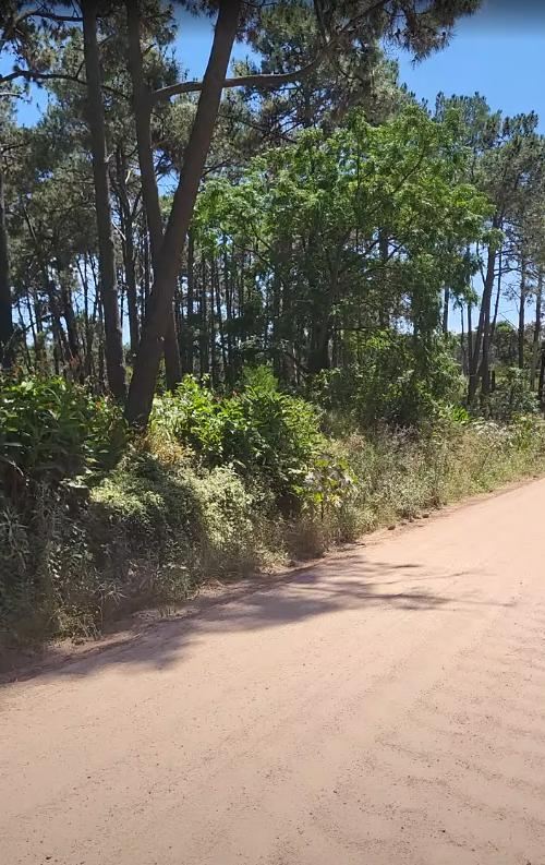 Sendero entre pinos marítimos en El Pinar